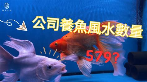 風水魚缸數量|【風水魚養幾隻】風水魚養幾隻招財又旺家？「錢多多」就要這樣。